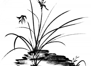 兰花照片下载推荐