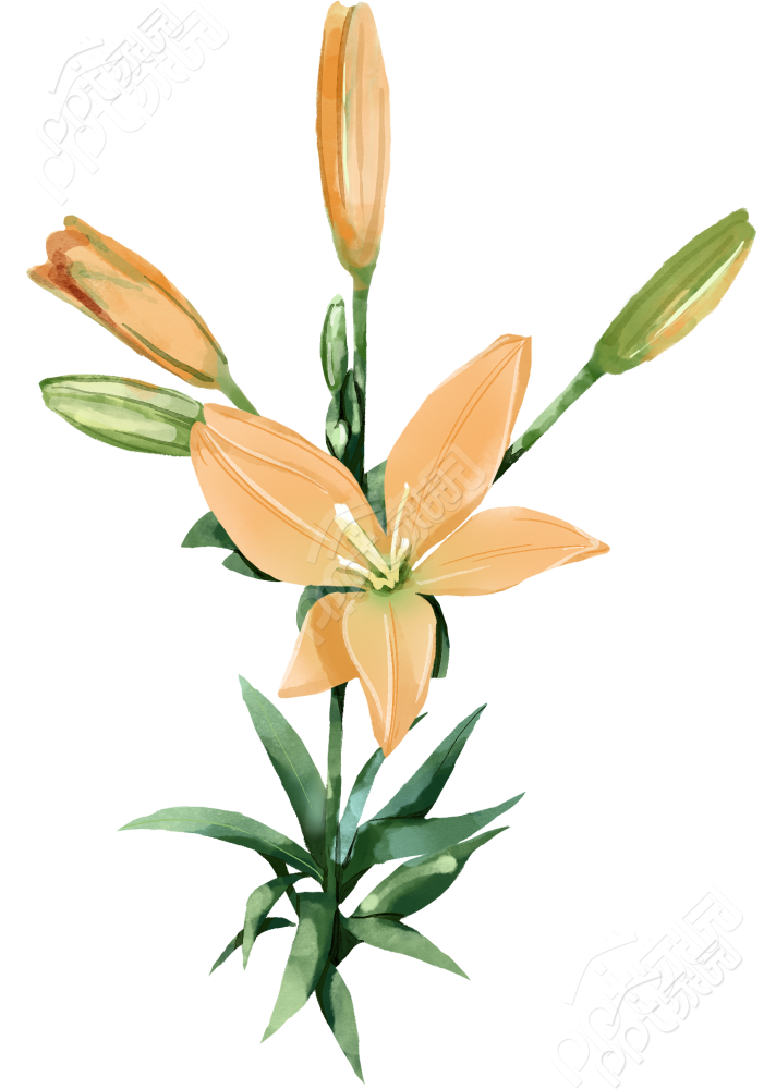百合花图片素材