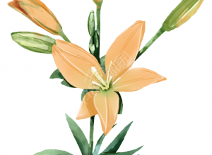 百合花图片素材下载推荐