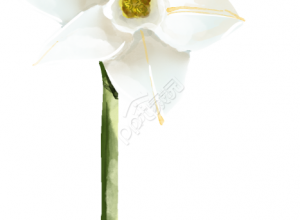 水仙花图片下载推荐