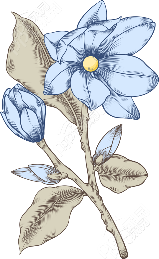 唯美手绘花朵植物图片