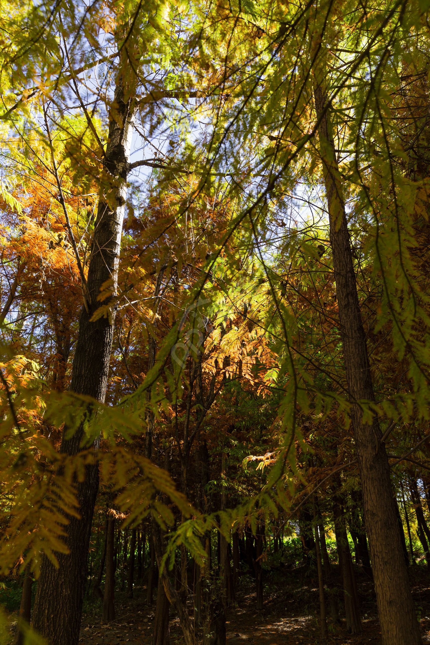 森林烟雾仙境商务合作PPT背景图片